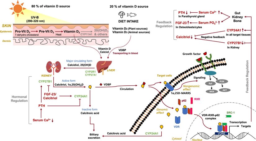 D vitamini metabolizmasının genel hatları. En sol üst köşede üretimin Güneş ışınlarıyla, özellikle de yeryüzüne ulaşan en "zararlı" radyasyon kaynaklarından olan UVB ışınlarıyla tetiklendiğine dikkat ediniz.