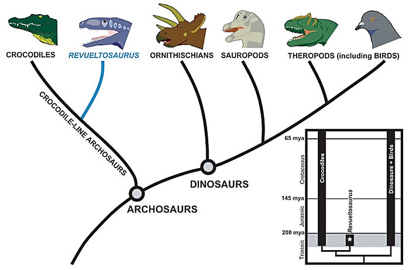 Kuşlar ve timsahların filogenetik ağaçtaki konumları