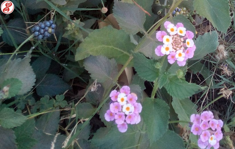 Ağaç minesi (Lantana camara) bitkisi ve meyvesi (sol üst), Bursa.