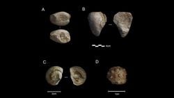 Neandertaller'de Tıpkı Bizim Gibi Biblo Ve Süs Eşyası Toplamaktan Hoşlanıyor Olabilir!