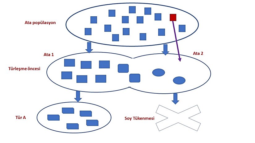 Görsel 3: İlişkilendirilebilecek yaşayan bir türün olmaması durumu.