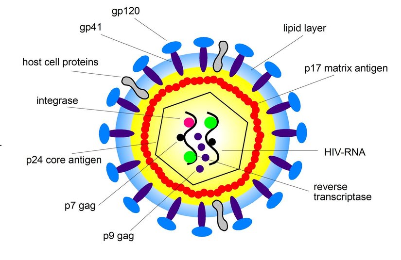 HIV'in şematik anatomisi.