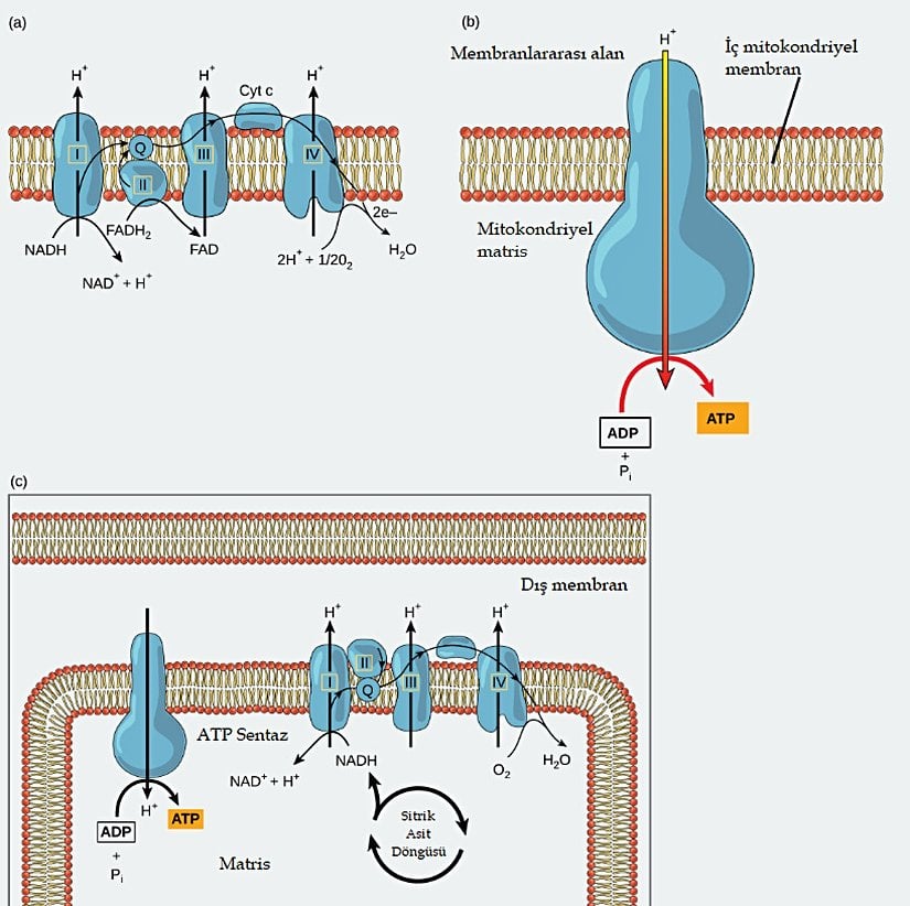 (a) Elektron taşıma zinciri, bir dizi oksidasyon ve indirgeme reaksiyonunu destekleyen bir moleküller dizisidir. (b) ATP sentaz, H+ gradyanını kullanarak ADP'den ATP üretebilen kompleks bir enzimdir. (c) Kemiyozmoz, membran boyunca H+ gradyanı tarafından sağlanan potansiyel enerjiyi temel alır.