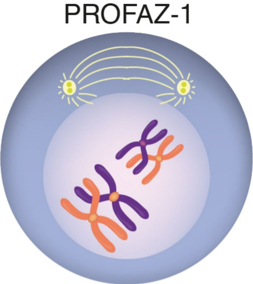 Profaz-1 Evresi