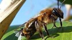 Kayıp Bir Dişinin Hikayesi