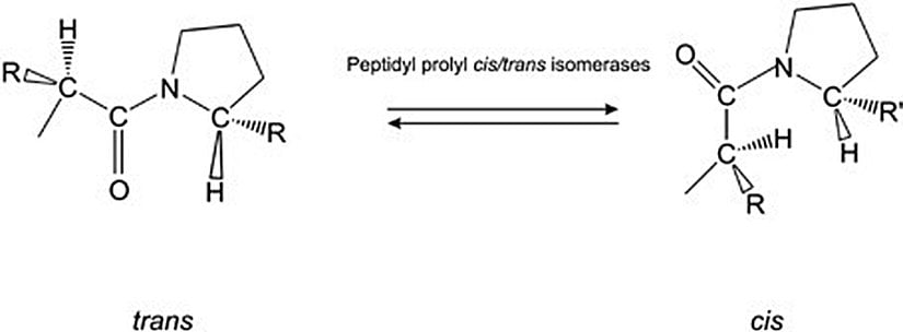 Bir molekülün Cis - Trans hali arasında geçişi sağlayan enzimlerin aktivitelerinin gösterimi.