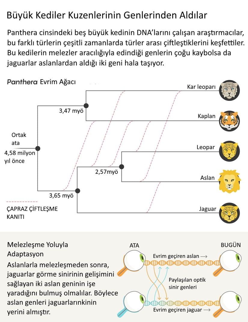 Görsel 3. Büyük kediler kuzenlerinin genlerinden aldılar.