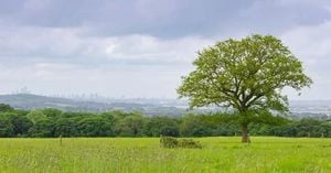 Three Pigs Lead Rewilding Of Essex Royal Park