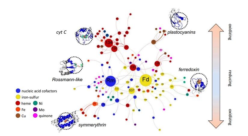 Farklı proteinlerin kabul edilen elektron transfer yolakları. Her bir düğüm noktası, mikroçevrelerin yapısal benzerliğine dayanan ayrı modüllere karşılık gelmektedir. Düğüm noktalarını birbirine bağlayan çizgiler (veya kenarlar) ise proteindeki komşuluğu temsil eder. Düğüm büyüklüğü, diğer modüllere elektron transferi yapabilen bağlantıların sayısına karşılık gelmektedir. Kenarların kalınlığı, veri setindeki bağlantı sayısına karşılık gelmektedir. Düğüm rengi, kofaktör tipine karşılık gelmektedir.