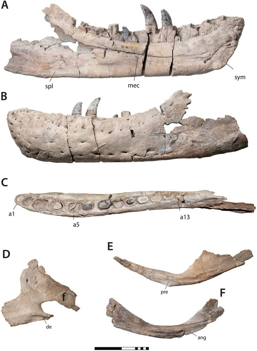 Tyrannosaurus mcraeensis türüne ait fosiller.