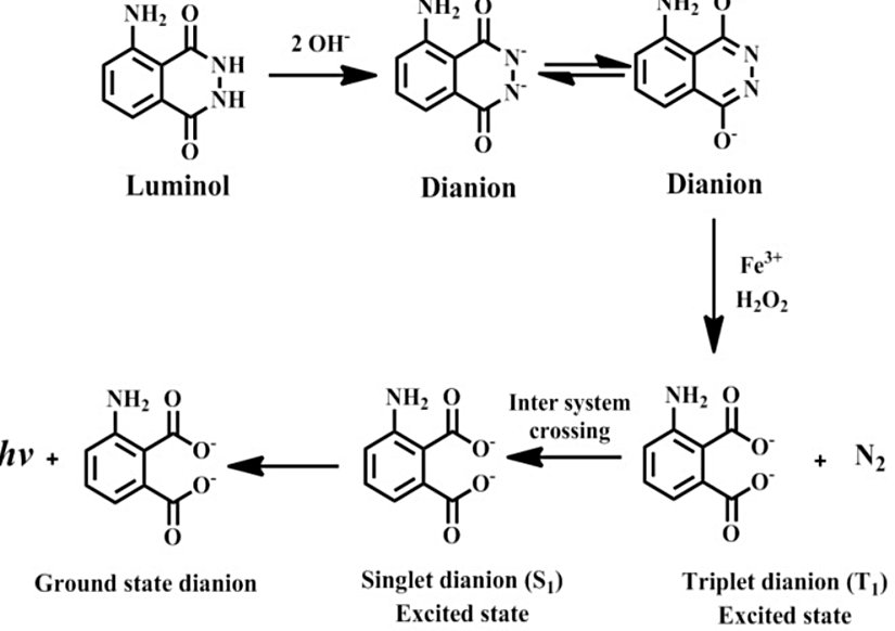 Lüminolün kemilüminesans tepkimesini gösteren bir mekanizmazma.