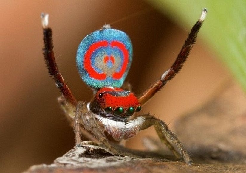 Maratus splendens