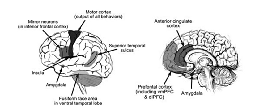 Şekil 1: İnsan Beyni: Yanal Görünüm (solda) ve Sagital Görünüm (iç yüzey açıkta, sağda).