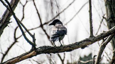 Leş kargası (Corvus cornix)