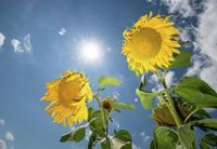 How to celebrate the summer solstice on Friday, the longest day of the year