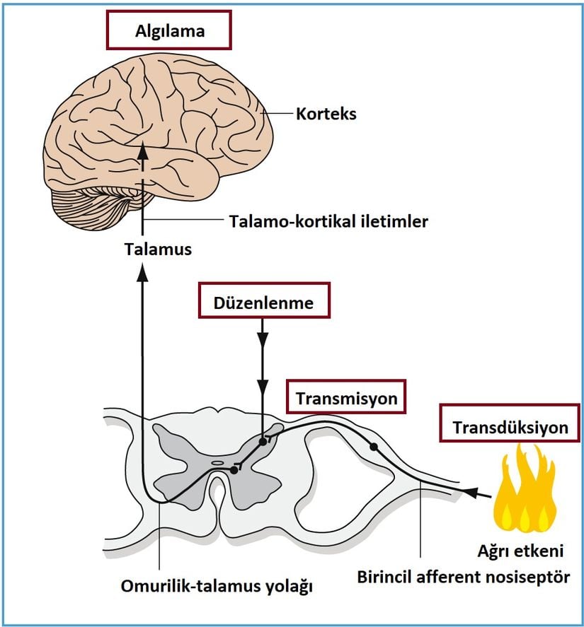 Akut ağrının oluşum ve algılanma mekanizması.