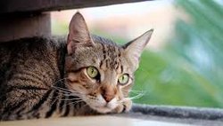 Kedilerin göz bebeklerinin şekilleri neden diğer memeli hayvanlara göre farklıdır?