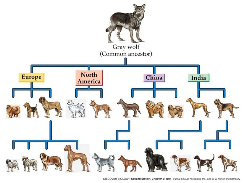 Köpeklerin Yapay Seçilimi