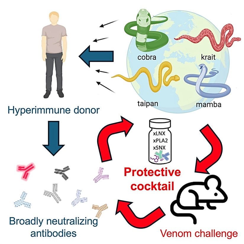 Cell dergisinde yayımlanan ve Tim Friede 'den elde edilen antikorlarla yapılan çalışma basitçe bu şekilde şematize edilebilir.
