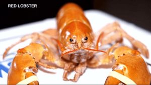 Rare Orange Lobster Crush Rescued By Denver Fans