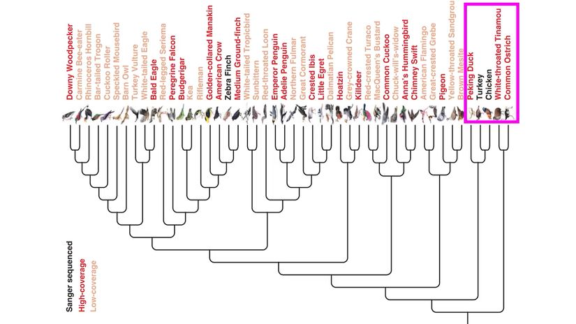 Modern kuşların evrimsel akrabalıklarını gösteren evrim ağacı