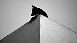 Hayvanlara Sosyolojik Açıdan Bakabilmek