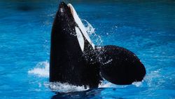 Orca
