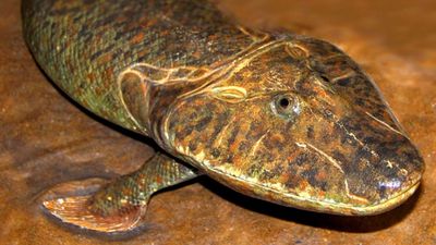 Tiktaalik Gerçek Bir Ara Tür Değil mi? Tür, Gerçekte Bir Çin Timsahı (Alligator sinensis) Olabilir mi?