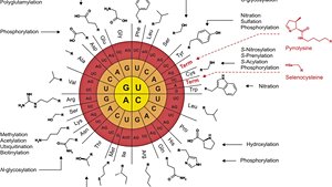 Genetik Kodun Evrimi: Bütün Canlılar Neden Aynı Genetik Kodu Kullanıyorlar?