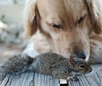 Golden Retriever Knows His Limitations and Helping a Squirrel Is Not on His Resume