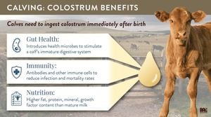 Fecal Metabolomics Reveals Key Insights Into Dairy Beef Calf Health