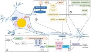 New Model Reveals Superdiffusive Movement Of Neuronal Vesicles