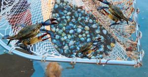 Turning The Tide: Blue Crab Crisis Inspires Economic Revival In Po Delta