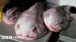 Blobfish Wins New Zealand’s Fish Of The Year Award