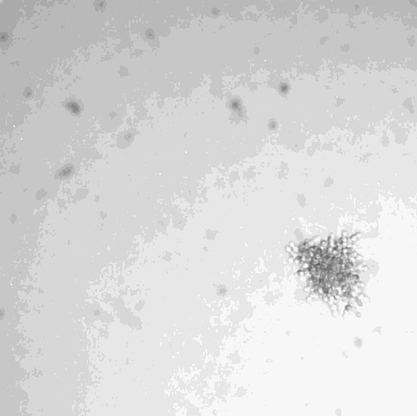 Daha iri kar tanesi, çok hücreli yaşama daha fazla bağlandıkça, parçalanarak bölünüyorlar. Yani onların yavruları da çok hücreli oluyor, tek hücreli değil!