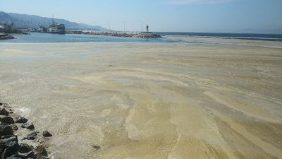 Deniz Salyası (Müsilaj): Bitki ve Mikroorganizmaların Salgısı Kontrolden Çıktığında Denizlerin Korkulu Rüyası Olabilir!