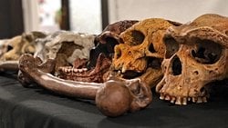 Evrimin Kanıtı Var mı? Evrimin Kanıtları Nelerdir?