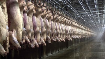 Her Yıl Kaç Hayvanı Yemek İçin Öldürüyoruz?