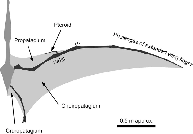 Pterosaur kanat yapısı.