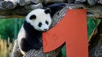 Video. Berlin Zoo panda twins Leni and Lotti celebrate first birthday