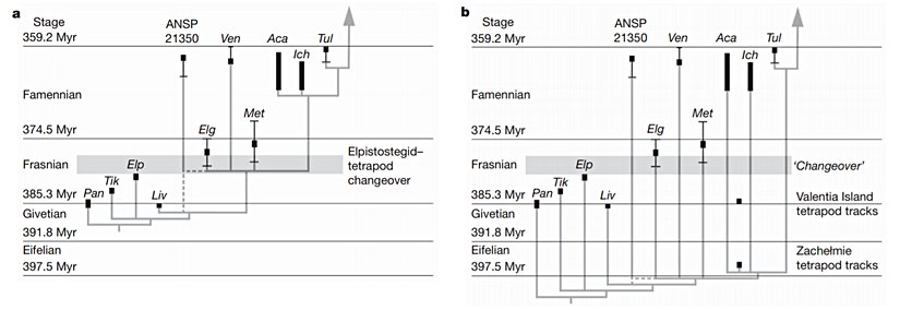 Keşiften önceki ve sonraki filogenetik tablolar (Figür 2). Tablolarda görülen yatay gri şerit, fosil kayıtlarına göre Elpistostegalia sınıfının (Tiktaalik ve benzerlerinin dahil olduğu sınıf) yerini tetrapodlara verdiği zamanı gösteriyor. 2a, şu ana kadar kabul gören filogenetik tabloyu; 2b de, yeni keşfin tabloya etkisini göstermektedir. Gri şeridin nasıl boşa çıktığı görülebilir. Siyah barlar, henüz kesin belirlenmemiş olan tarihler için kullanılmıştır. Kısaltmalar: Pan, Panderichthys; Tik, Tiktaalik; Elp, Elpistostege; Liv, Livoniana; Elg, Elginerpeton; Ven, Ventastega; Met, Metaxygnathus; Aca, Acanthostega; Ich, Ichthyostega; Tul, Tulerpeton. ANSP 21350, tanımlanamayan bir humerus kemiği.