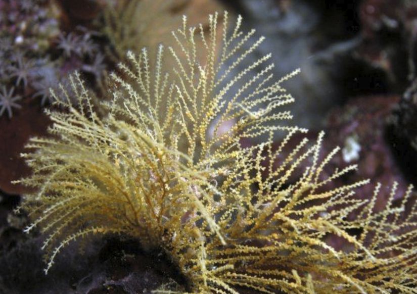 Plumatella punctata türü bir Bryozoa (Yosunsu Hayvancıklar) üyesi.