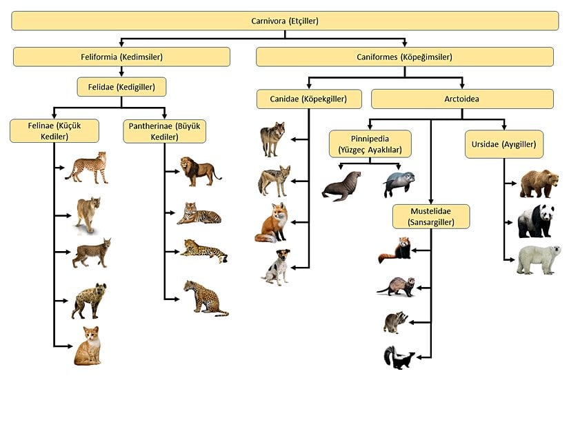 Yaklaşık 42 milyon yıl önce evrimleşmeye başlayan Carnivora (Etçiller) takımı ve taksonomisi.