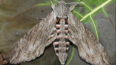 Atmaca Güveleri (Sphingidae)