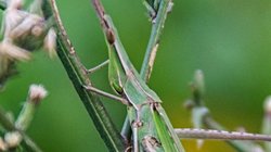 Koni başlı çekirge (Acrida ungarica)