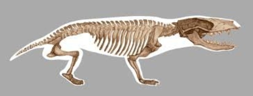 Kayentatherium