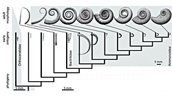Mikroevrim ve Makroevrim: Yumuşak ama İstikrarlı Bir Değişim...
