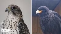 Two birds of prey stolen from Cornish rescue centre