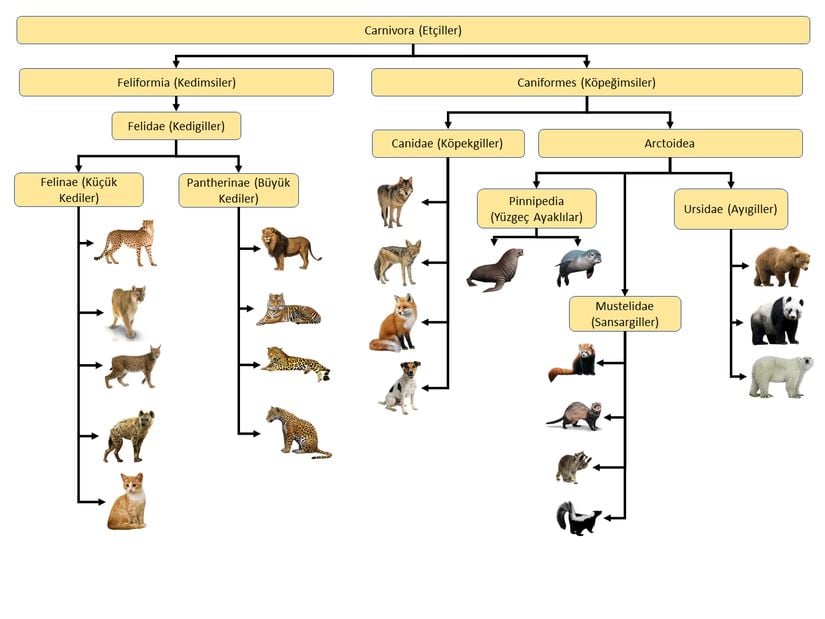 Yaklaşık 42 milyon yıl önce evrimleşmeye başlayan Carnivora (Etçiller) takımı ve taksonomisi.