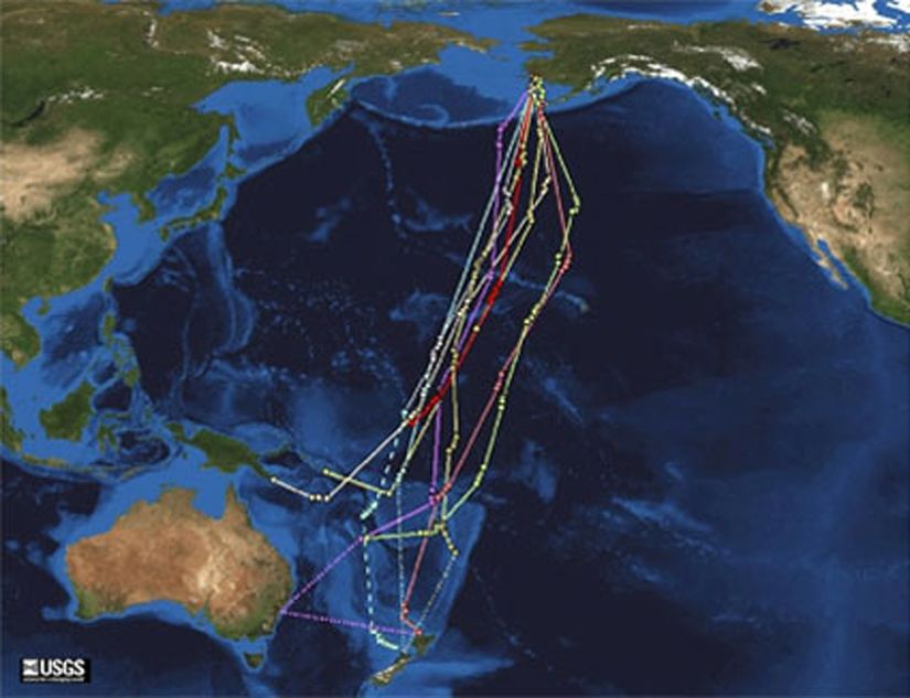 Görsel 2: Dokuz kıyı çamur çulluğunun güneye göçü sırasında, uydu vericileriyle belirlenmiş uçuş rotası Bir dişi Alaska'dan doğruca Yeni Zelanda'daki konaklama alanına Pasifik Okyanusu uzerinden, 11.680 km’lik kesintisiz uçuşunu 8 günden fazla sürede tamamladı (Gill ve ark. 2009).